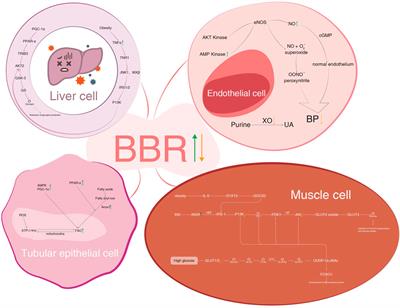 Advances of berberine against metabolic syndrome-associated kidney disease: Regarding effect and mechanism